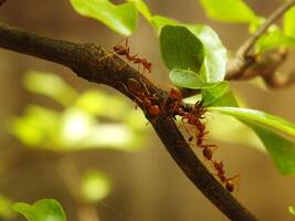 seletivo foco do uma vermelho tecelão formigas colônia caminhando em árvore ramo com natureza fundo foto