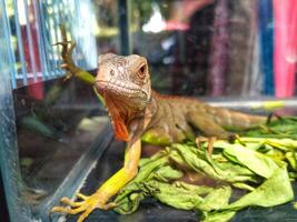 jovem iguana lagarto dentro uma vidro jaula, banhos de sol e encarando para alguma coisa em a jaula. exótico animais de estimação foto