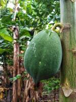 uma mamão suspensão em a árvore. tropical fruta. saudável verde cru mamão estoque em árvore dentro Fazenda foto