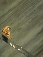 Castanho pardais pássaro poleiro em uma metal cano. cidade pássaro desfrutando a livre viver por aí a construção foto