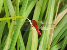 fechar acima vermelho libélula em a filial, Relva fundo. geralmente elas caçar para pequeno inseto tal Como mosquito Como seus presa foto