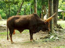 retrato do africano ankole watusi vaca com grande e grandes buzina. foto