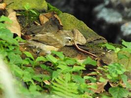 sobrancelha tordo pássaro ou turdus obscurece ou sobrancelha tordo, branco sobrancelha tordo, Sombrio tordo. uma lindo pássaro a partir de Sibéria. isto é fortemente migratório, inverno sul para China e sudeste Ásia. foto