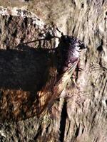 uma cigarra é empoleirado em uma superfície do uma Rocha. fechar acima do cigarras ou cicadidae ou tanna Japonensis inseto. lindo criatura com asa e Sombrio corpo foto