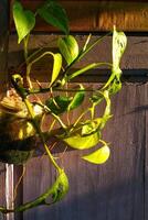 lindo combinação do uma casa plantas com suspensão vidro Panela em uma tradicional roxa de madeira parede com dourado amarelo luz Sol subir foto