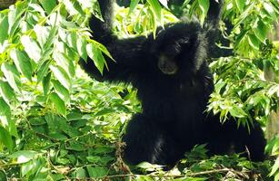 Siamang gibão simpálangus sindáctilo, entre exuberante árvores folha em ensolarado dias foto