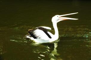 imagem do australiano pelicano pássaro natação dentro uma lago às ensolarado dias. pelecano conspicillatus é a aquático pássaro. foto