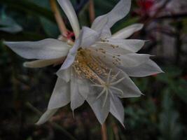 flor do Princesa do a noite ou epifilo pumilum. epifilo oxipetalum ou senhora do a noite, floração noturna cacto, floração noturna cero, orquídea cacto, rainha do a noite, wijayakusuma foto