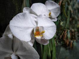 phalaenopsis orquídea flor dentro a jardim às verão dia para beleza cartão postal e agricultura idéia conceito Projeto foto