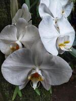 phalaenopsis orquídea flor dentro a jardim às verão dia para beleza cartão postal e agricultura idéia conceito Projeto foto