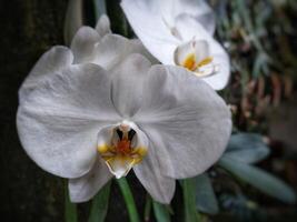 phalaenopsis orquídea flor dentro a jardim às verão dia para beleza cartão postal e agricultura idéia conceito Projeto foto