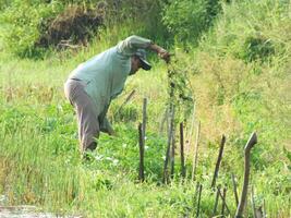 kebumen, central Java, Indonésia. abril 14, 2024 agricultores estão compensação seus terra a partir de incômodo selvagem plantas, pegue pronto para preparando uma plantio área para a Próximo dias. foto