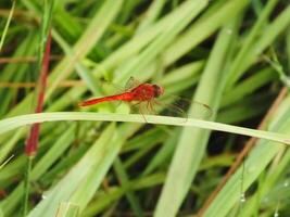 fechar acima vermelho libélula em a filial, Relva fundo. geralmente elas caçar para pequeno inseto tal Como mosquito Como seus presa foto