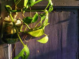 lindo combinação do uma casa plantas com suspensão vidro Panela em uma tradicional roxa de madeira parede com dourado amarelo luz Sol subir foto