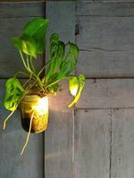 lindo combinação do uma casa plantas com suspensão vidro Panela em uma tradicional roxa de madeira parede com dourado amarelo luz Sol subir foto