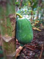 uma mamão suspensão em a árvore. tropical fruta. saudável verde cru mamão estoque em árvore dentro Fazenda foto