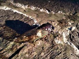 uma cigarra é empoleirado em uma superfície do uma Rocha. fechar acima do cigarras ou cicadidae ou tanna Japonensis inseto. lindo criatura com asa e Sombrio corpo foto