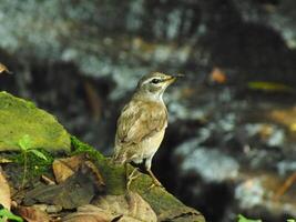 sobrancelha tordo pássaro ou turdus obscurece ou sobrancelha tordo, branco sobrancelha tordo, Sombrio tordo. uma lindo pássaro a partir de Sibéria. isto é fortemente migratório, inverno sul para China e sudeste Ásia. foto