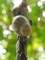 natural beleza do caramujos vivo dentro a floresta ou jardim foto