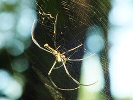 aranha dentro a teia de aranha com natural verde floresta fundo. uma ampla aranha espera pacientemente dentro Está rede para alguns presa foto