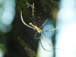 aranha dentro a teia de aranha com natural verde floresta fundo. uma ampla aranha espera pacientemente dentro Está rede para alguns presa foto