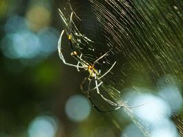 aranha dentro a teia de aranha com natural verde floresta fundo. uma ampla aranha espera pacientemente dentro Está rede para alguns presa foto