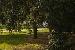 uma parque com exuberante árvores e uma Banco dentro a Centro foto