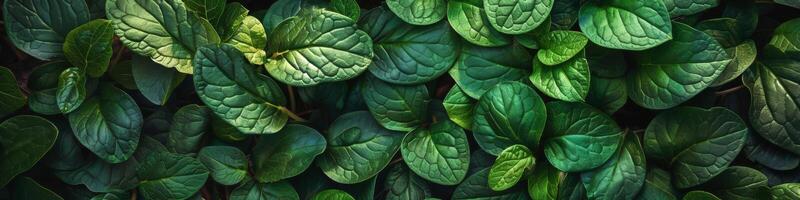 exuberante folhagem do verde folhas com vários tons e texturas foto