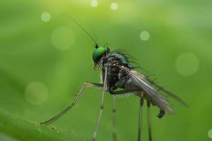 uma mosca no cimo de uma folha verde e o fundo verde com o bokeh do círculo. técnicas de macro fotografia. foto