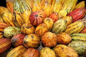 cestas preenchidas com todo cacau fruta foto