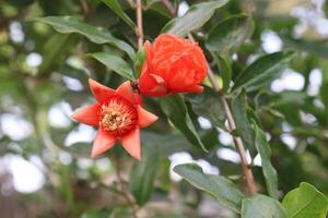 romã flor em árvore dentro Fazenda para colheita foto