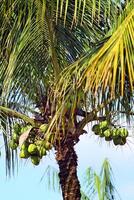 coco árvores cheio do cocos dentro ilhabela brasileiro costa foto