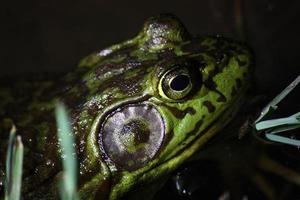 close up noturno de sapo-touro com tímpano detalhado foto