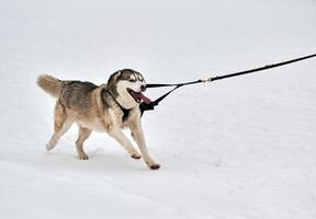 correndo cão husky na corrida de cães de trenó foto