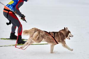 corrida de esporte de cão skijoring foto