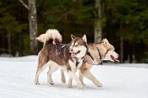 corrida de cães de trenó husky foto