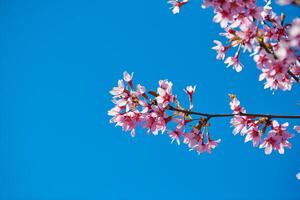 Rosa sakura florescer, lindo Rosa flores do japonês cereja árvore em azul céu fundo dentro jardim foto