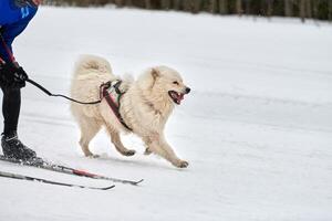 corrida de esporte de cão skijoring foto