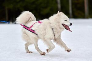 correndo cachorro samoiedo na corrida de cães de trenó foto