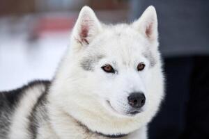 cara de cachorro de trenó husky, fundo de inverno foto