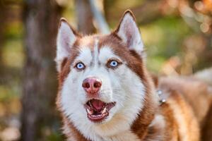 siberian rouco cachorro retrato com azul olhos e vermelho Castanho cor, fofa trenó cachorro procriar foto