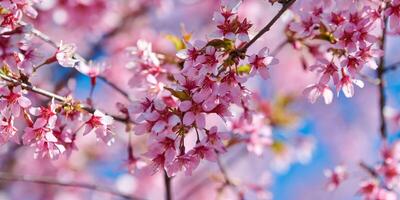 flor de cerejeira rosa, lindas flores cor de rosa da cerejeira japonesa no fundo do céu azul no jardim foto