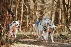 corrida siberian rouco trenó cachorros em outono floresta seco terra, três rouco cachorros ao ar livre mushing foto