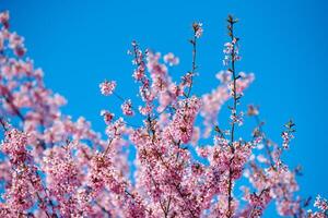 flor de cerejeira rosa, lindas flores cor de rosa da cerejeira japonesa no fundo do céu azul no jardim foto