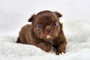 cachorrinho chihuahua em tecido branco macio, raça de cachorro marrom bonito com olhos grandes em fundo branco foto