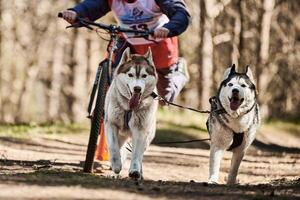 correndo cães de trenó husky siberiano em arnês puxando scooter na floresta de outono scooter em terra seca foto