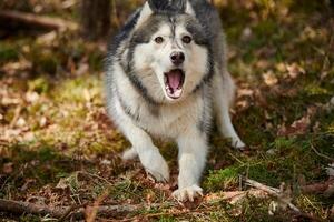 siberian rouco cachorro surpreso Latidos em floresta grama, Latidos rouco cachorro retrato foto