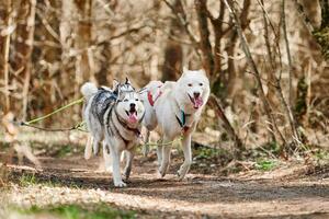 corrida siberian rouco trenó cachorros em outono floresta seco terra, três rouco cachorros ao ar livre mushing foto