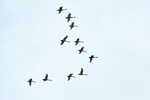 bando de pássaros, cisnes voando no céu azul em formação v foto