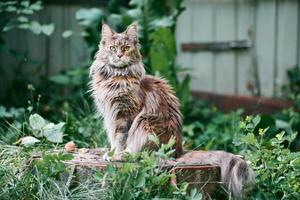 gato maine coon no jardim foto